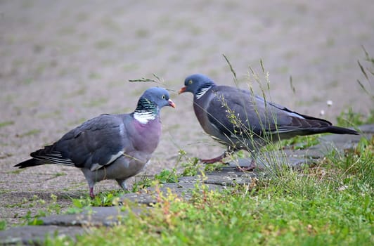Columba palumbus on the wayside