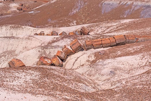 Petrified Log Emerging from the Badlands in Petrified Forest National Park in Arizona