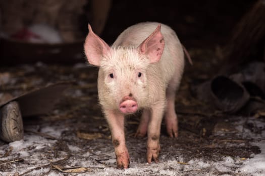 The little young domestic pig is standing on dirty poor rural scene background.