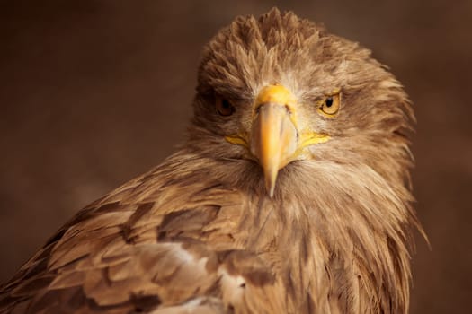 Animal portrait of brown eagle or hawk or falcon on brown background.