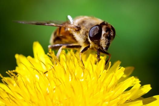 Macro photo of bee on yellow dandelion flower on green background.