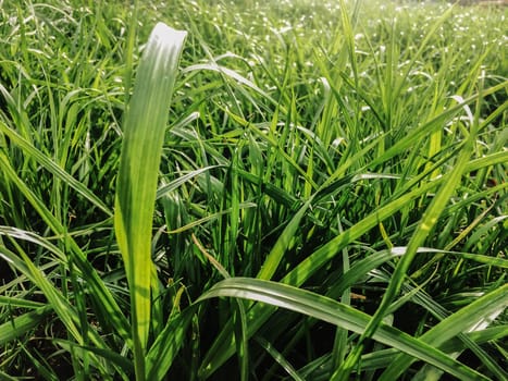 Green grass background vignette or the naturally walls texture Ideal for use in the design fairly.