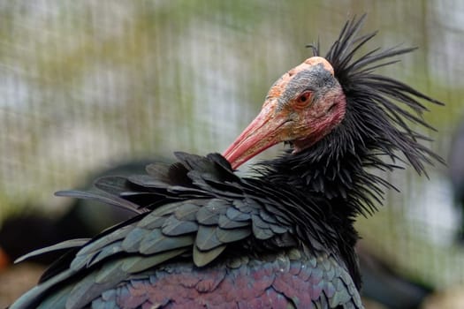 Waldrapp