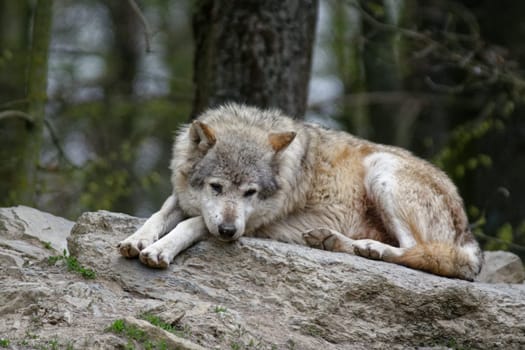 Timberwolf
