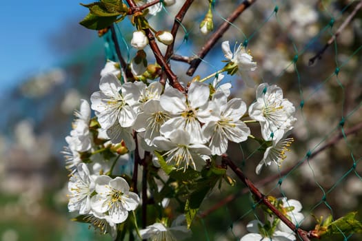 Spring cherry blossom, white flowers closeup