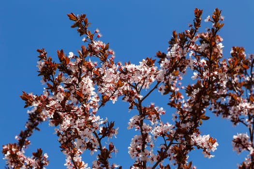 Flowering plum branches against the blue sky, spring flowering