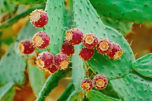 Opuntia, commonly called prickly pear, with fruits