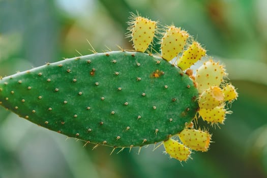 Opuntia, commonly called prickly pear, with fruits