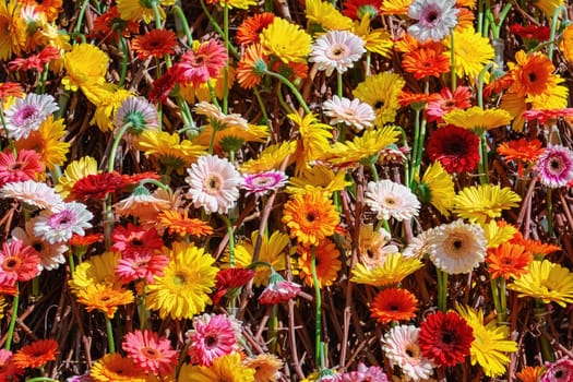 Background from Gerbera flowers of different colours