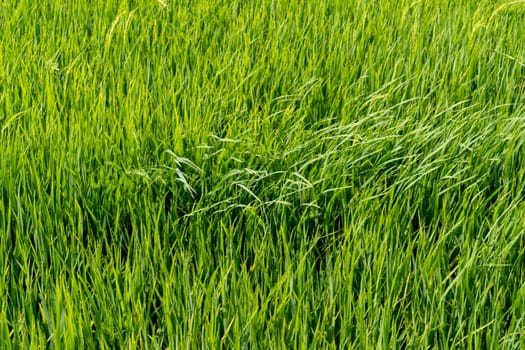 Paddy rice fields background.