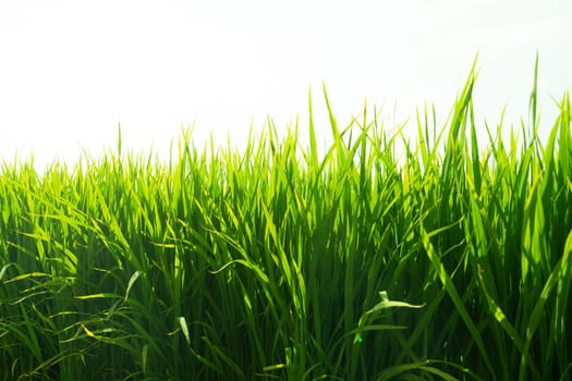 Paddy rice fields and sky background.