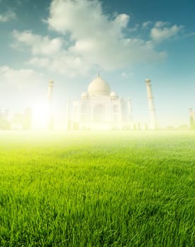 Paddy rice fields with Taj Mahal as background in sunrise.