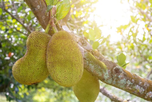 Jackfruit is hanging on the tree.
