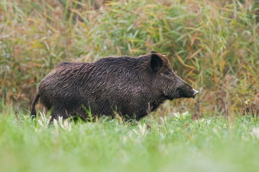 Side view of adult wild boar, sus scrofa, standing on a meadow in green grass in summer with blurred background. Low angle view of wild animal in nature.