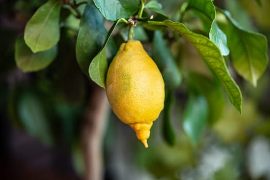 yellow lemon on tree with green leaves
