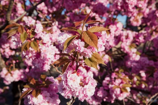 Low angle shot of a pink blossom tree.