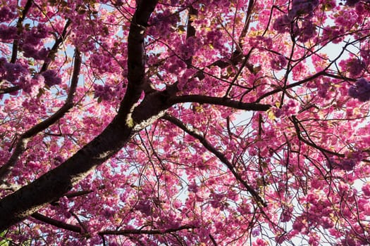 Low angle shot of a pink blossom tree.
