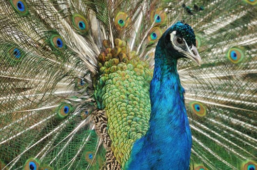 Blue Peacock