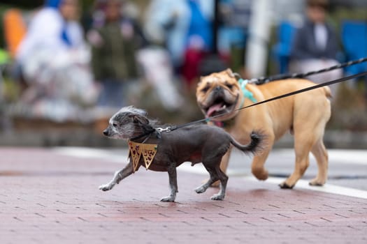 Wilmington, North Carolina, USA - April 6, 2019: The North Carolina.Azalea Festival, Owners walking with their dogs during the parade