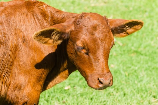 Cattle animals calf new born beef stock animals in safety pen closeup farm summer landscape.