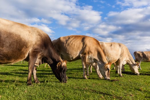 Cattle dairy animals closeup herd farming summer green fields.