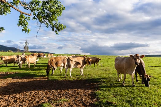 Agriculture Dairy farm jersey cows animals in summer grass field mountain landscape.