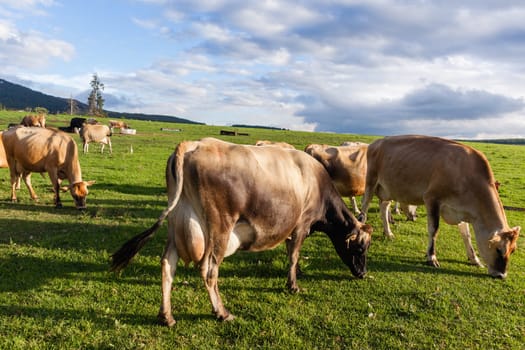 Agriculture Dairy farm jersey cows animals in summer grass field mountain landscape.