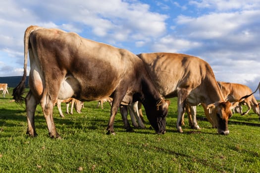 Dairy farm jersey cows animals closeup photo in summer grass field mountain landscape