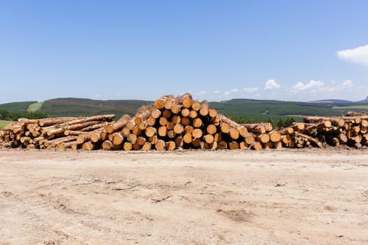 Forest trees cut stacked logs along dirt road rural mountains