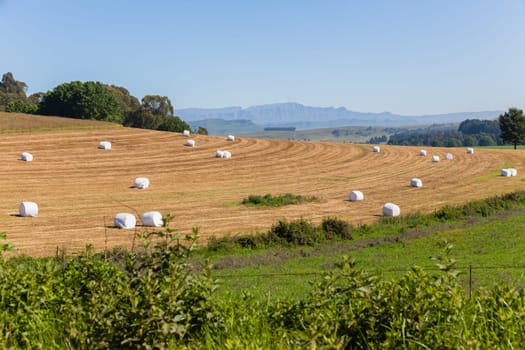 Farming cattle feed harvested grass hay bales wrapped in plastic over fields on scenic mountain landscape