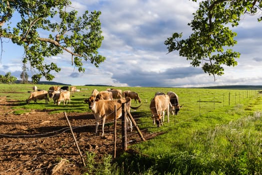 Agriculture Dairy farm jersey cows animals in summer grass field mountain landscape.