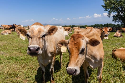 Cattle dairy animals closeup herd farming summer green fields.