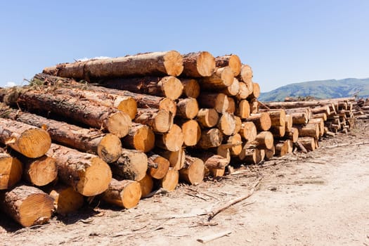 Forest trees cut stacked wood logs along dirt road rural mountains landscape.