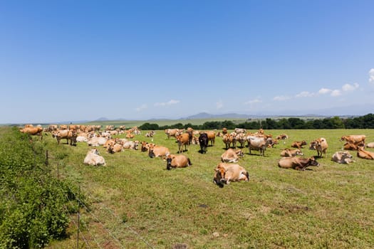 Dairy cows jersey breed animals closeup in summer field pastures mountain landscape.