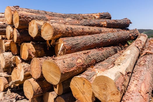 Forest trees cut stacked logs along dirt road rural mountains