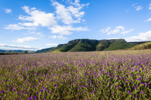 Farming Lavender crops field in scenic summer mountains landscape
