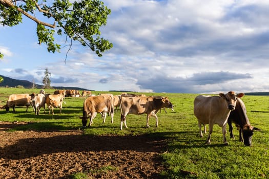 Agriculture Dairy farm jersey cows animals in summer grass field mountain landscape.