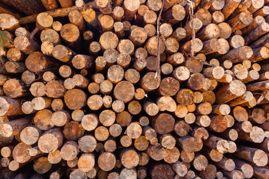 Forest trees cut stacked logs along dirt road rural mountains