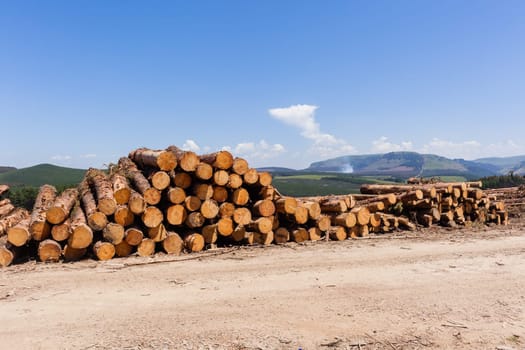 Forest trees cut stacked wood logs along dirt road rural mountains landscape.