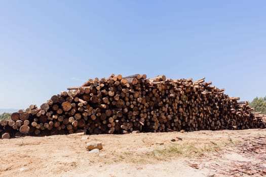 Forest trees cut stacked logs along dirt road rural mountains