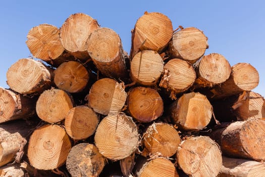Forest trees cut stacked logs along dirt road rural mountains