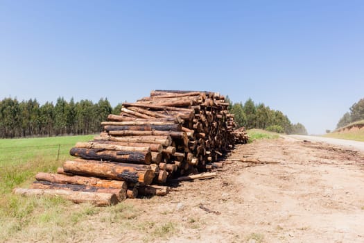 Forest trees cut stacked logs along dirt road rural mountains