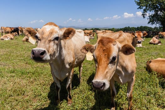 Cattle dairy animals closeup herd farming summer green fields.