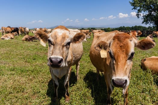 Cattle dairy animals closeup herd farming summer green fields.