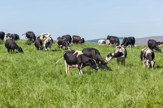 Cattle dairy animals closeup herd farming summer green fields.