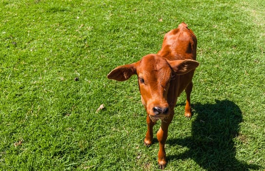 Cattle animals calf new born beef stock animals in safety pen closeup farm summer landscape.