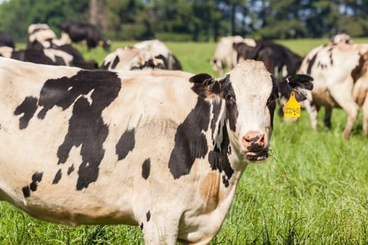 Cattle dairy animals farming summer green fields.
