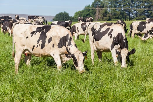 Cattle dairy animals farming summer green fields.