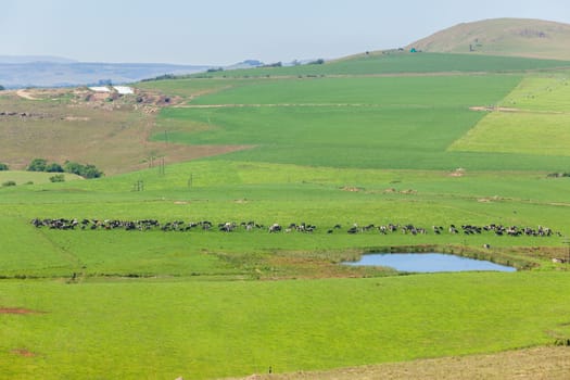 Cattle dairy animals closeup herd farming summer green fields.