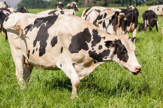 Cattle dairy animals farming summer green fields.